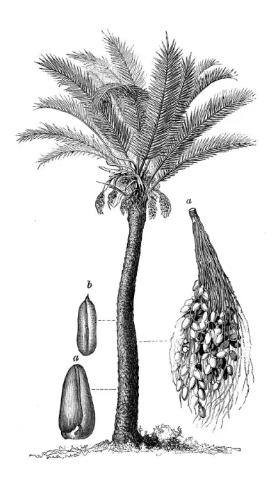 Framed Print : Botany plants antique engraving illustration: Phoenix dactylifera, date palm Framed Print : Botany plants antique engraving illustration: Phoenix dactylifera, date palm