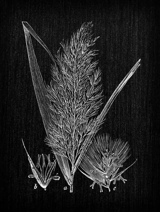 Framed Print : Botany plants antique engraving illustration: Phragmites australis Framed Print : Botany plants antique engraving illustration: Phragmites australis