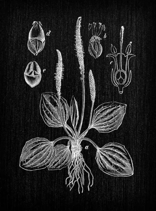Framed Print : Botany plants antique engraving illustration: Plantago major (broadleaf plantain, white mans foot, greater plantain) Framed Print : Botany plants antique engraving illustration: Plantago major (broadleaf plantain, white mans foot, greater plantain)