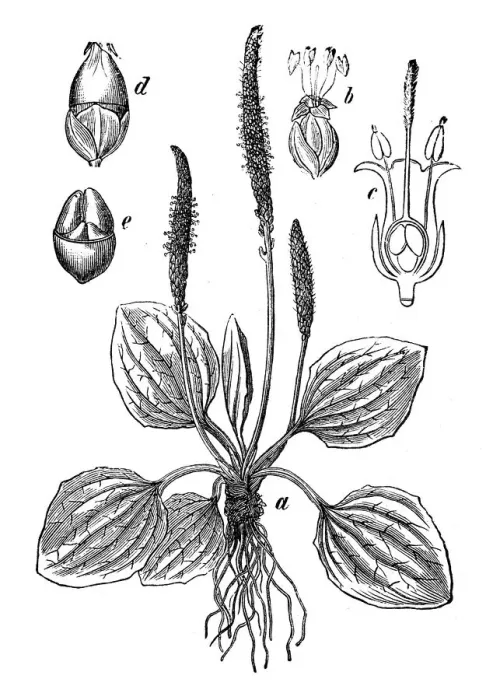 Framed Print : Botany plants antique engraving illustration: Plantago major (broadleaf plantain, white mans foot, greater plantain) Framed Print : Botany plants antique engraving illustration: Plantago major (broadleaf plantain, white mans foot, greater plantain)