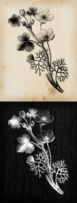 Framed Print : Botany plants antique engraving illustration: Ranunculus aquatilis (common water-crowfoot Framed Print : Botany plants antique engraving illustration: Ranunculus aquatilis (common water-crowfoot