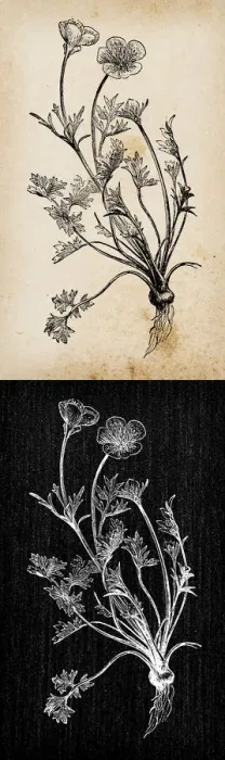 Framed Print : Botany plants antique engraving illustration: Ranunculus bulbosus (St Framed Print : Botany plants antique engraving illustration: Ranunculus bulbosus (St