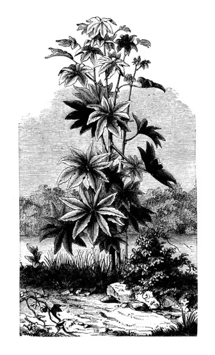 Framed Print : Botany plants antique engraving illustration: Ricinus communis (castorbean, castor-oil-plant) Framed Print : Botany plants antique engraving illustration: Ricinus communis (castorbean, castor-oil-plant)