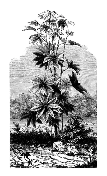 Framed Print : Botany plants antique engraving illustration: Ricinus communis (castorbean, castor-oil-plant) Framed Print : Botany plants antique engraving illustration: Ricinus communis (castorbean, castor-oil-plant)