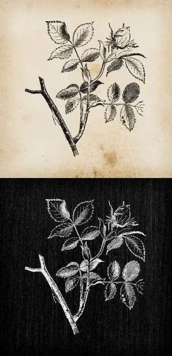 Framed Print : Botany plants antique engraving illustration: Rosa canina (dog rose)