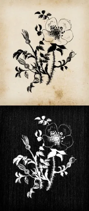 Framed Print : Botany plants antique engraving illustration: Rosa spinosissima Framed Print : Botany plants antique engraving illustration: Rosa spinosissima