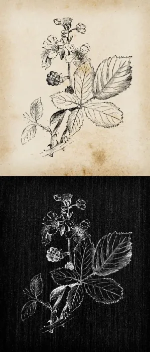 Framed Print : Botany plants antique engraving illustration: Rubus fruticosus (Blackberry) Framed Print : Botany plants antique engraving illustration: Rubus fruticosus (Blackberry)