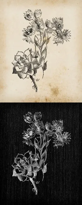 Framed Print : Botany plants antique engraving illustration: Sempervivum tectorum (common houseleek) Framed Print : Botany plants antique engraving illustration: Sempervivum tectorum (common houseleek)