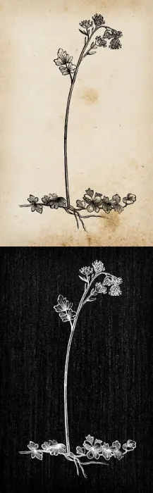 Framed Print : Botany plants antique engraving illustration: Thalictrum alpinum (alpine meadow-rue