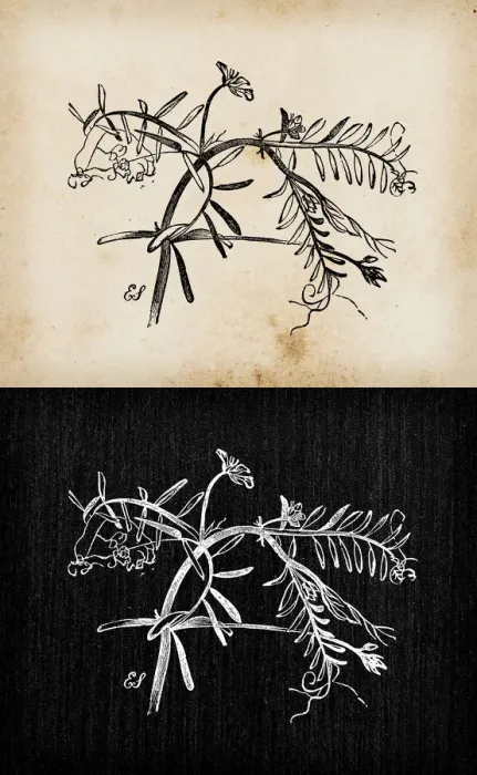 Framed Print : Botany plants antique engraving illustration: Vicia hirsuta (hairy tare, hairy vetch) Framed Print : Botany plants antique engraving illustration: Vicia hirsuta (hairy tare, hairy vetch)