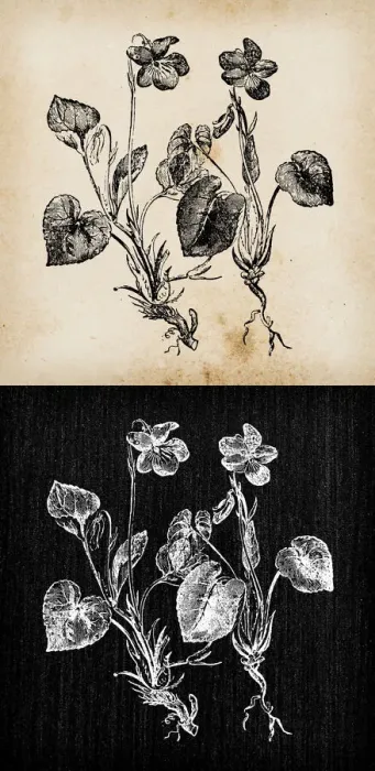 Framed Print : Botany plants antique engraving illustration: Viola canina (heath dog-violet Framed Print : Botany plants antique engraving illustration: Viola canina (heath dog-violet