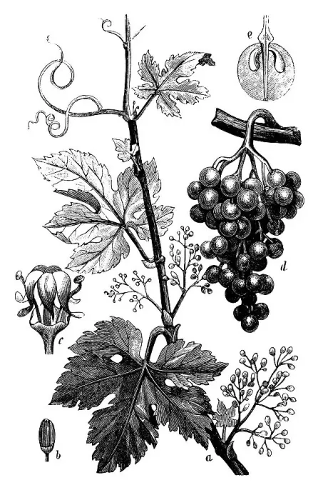 Framed Print : Botany plants antique engraving illustration: Vitis vinifera (common grape vine) Framed Print : Botany plants antique engraving illustration: Vitis vinifera (common grape vine)