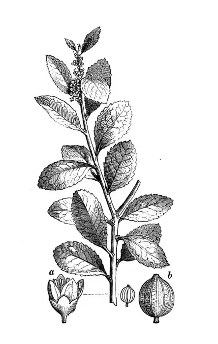 Framed Print : Botany plants antique engraving illustration: Yerba mate, Ilex paraguariensis Framed Print : Botany plants antique engraving illustration: Yerba mate, Ilex paraguariensis
