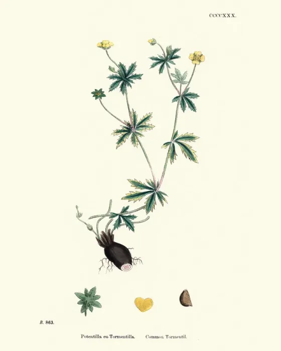 Framed Print : Botany, Potentilla erecta, common tormentil, Flower, plant, botanical print Framed Print : Botany, Potentilla erecta, common tormentil, Flower, plant, botanical print