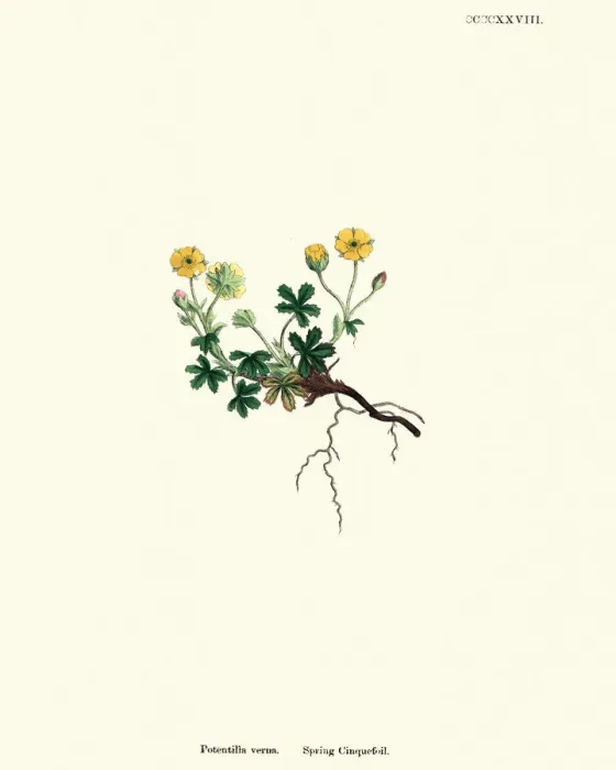 Framed Print : Botany, Potentilla neumanniana, spring cinquefoil, Flower, plant, botanical print Framed Print : Botany, Potentilla neumanniana, spring cinquefoil, Flower, plant, botanical print