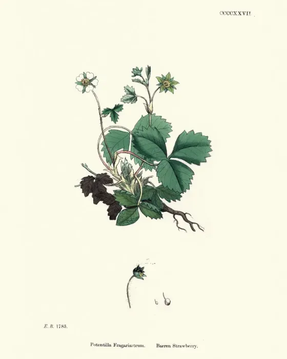 Framed Print : Botany, Potentilla sterilis, barren strawberry, Flower, plant, botanical print Framed Print : Botany, Potentilla sterilis, barren strawberry, Flower, plant, botanical print
