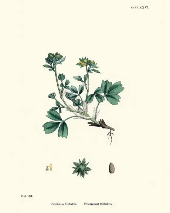 Framed Print : Botany, Sibbaldia procumbens, creeping sibbaldia, Flower, plant, botanical print Framed Print : Botany, Sibbaldia procumbens, creeping sibbaldia, Flower, plant, botanical print