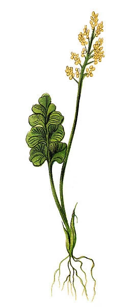 Botrychium lunaria (moonwort or common moonwort)