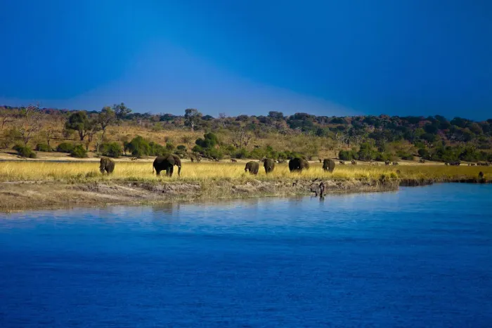 Framed Print : botswana, chobe, chobe national park, clear sky, color image, colour image, elephant Framed Print : botswana, chobe, chobe national park, clear sky, color image, colour image, elephant