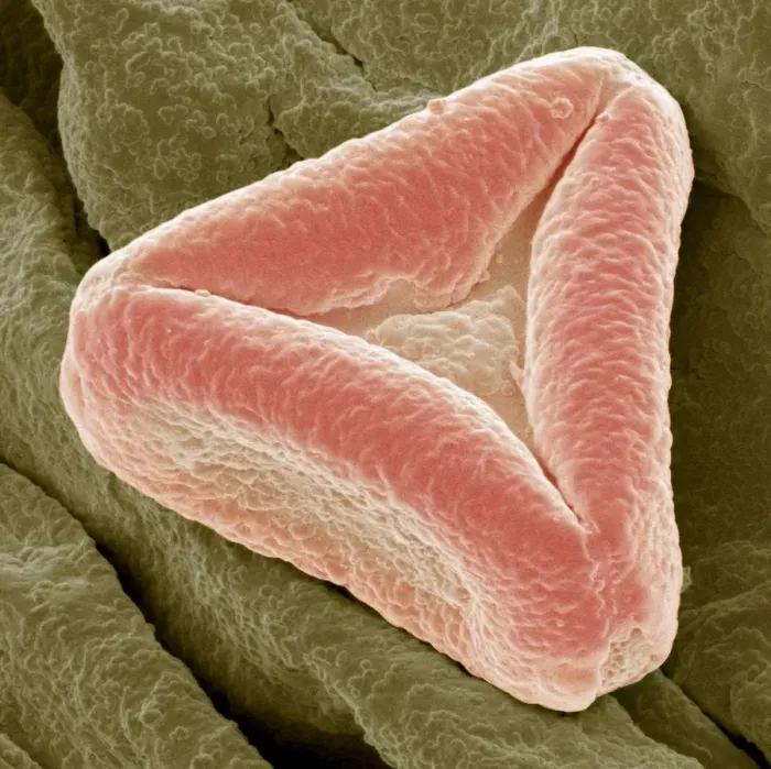 Framed Print : Bottlebrush pollen, SEM