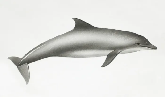 Framed Print : Bottlenose Dolphin, Tursiops truncatus, side view Framed Print : Bottlenose Dolphin, Tursiops truncatus, side view