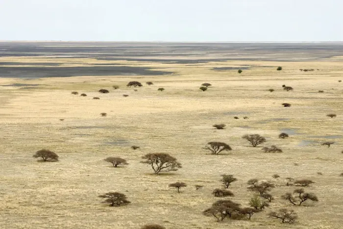 Framed Print : Boundary, Clear Sky, Dry, Field, Growth, Horizon Over Land, Landscape, Makgadikgadi Framed Print : Boundary, Clear Sky, Dry, Field, Growth, Horizon Over Land, Landscape, Makgadikgadi