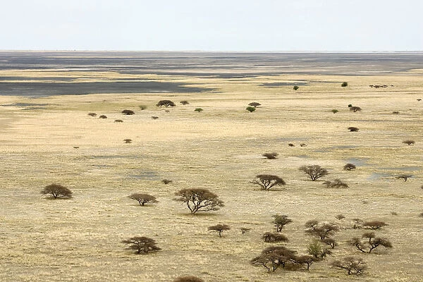 Boundary, Clear Sky, Dry, Field, Growth, Horizon Over Land, Landscape, Makgadikgadi