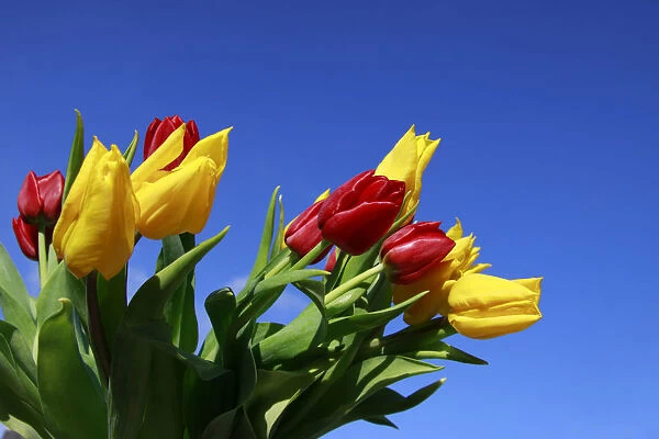 Bouquet of tulips in spring