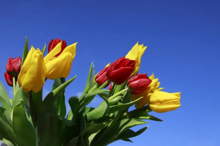 Framed Print : Bouquet of tulips in spring Framed Print : Bouquet of tulips in spring