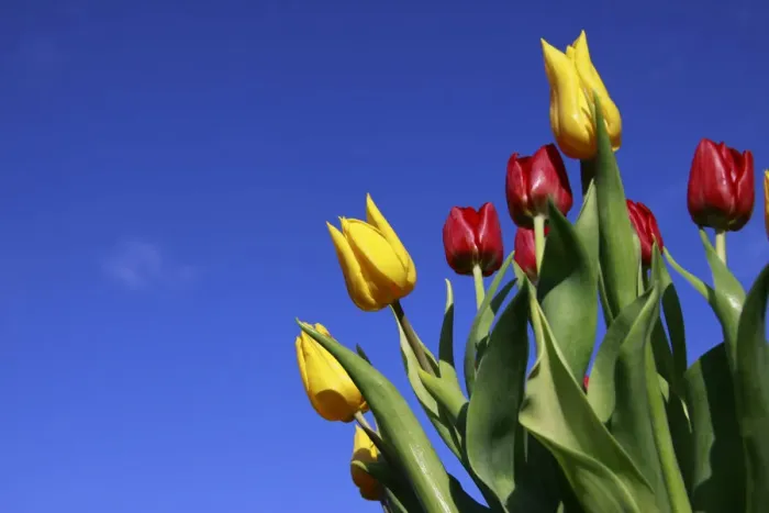 Framed Print : Bouquet of tulips in spring Framed Print : Bouquet of tulips in spring
