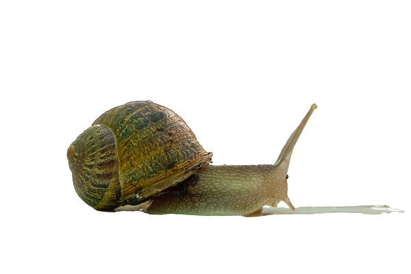 bover snail native to the Balearic Islands with white background