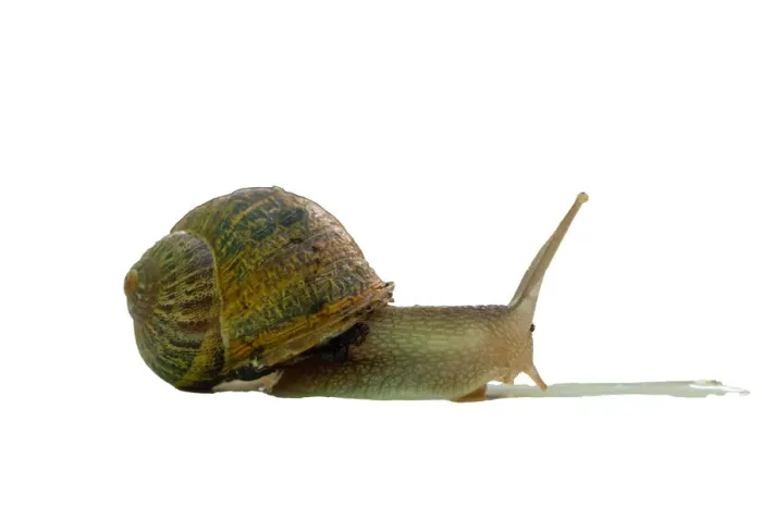Framed Print : bover snail native to the Balearic Islands with white background Framed Print : bover snail native to the Balearic Islands with white background
