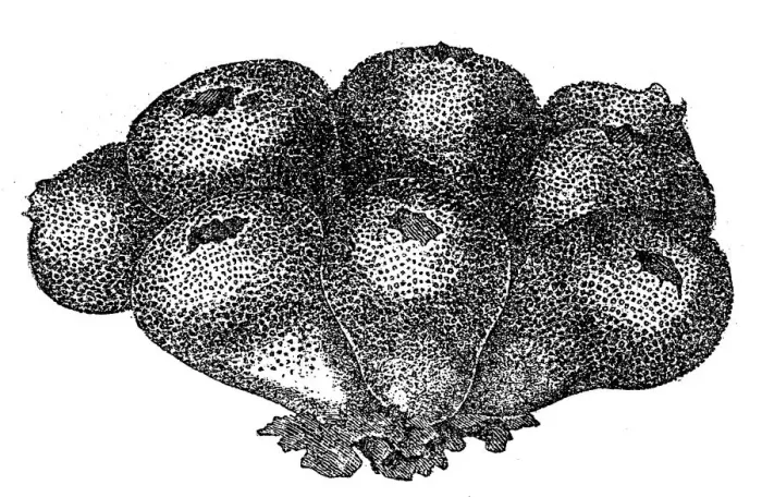Framed Print : Bovista plumbea (paltry puffball) Framed Print : Bovista plumbea (paltry puffball)