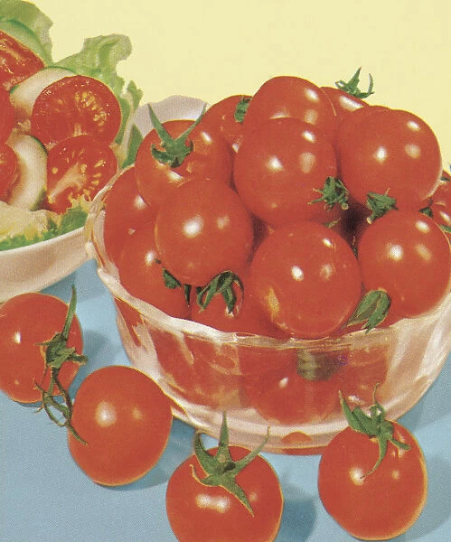 Bowl of Tomatoes