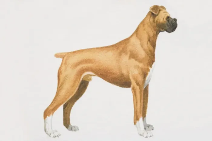 Framed Print : Boxer dog (canis familiaris), side view Framed Print : Boxer dog (canis familiaris), side view