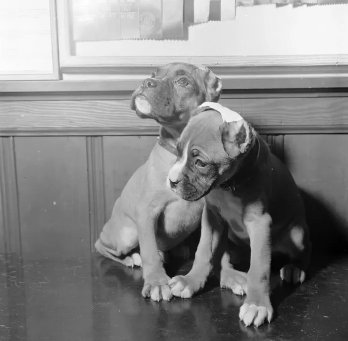 Framed Print : Boxer Puppies