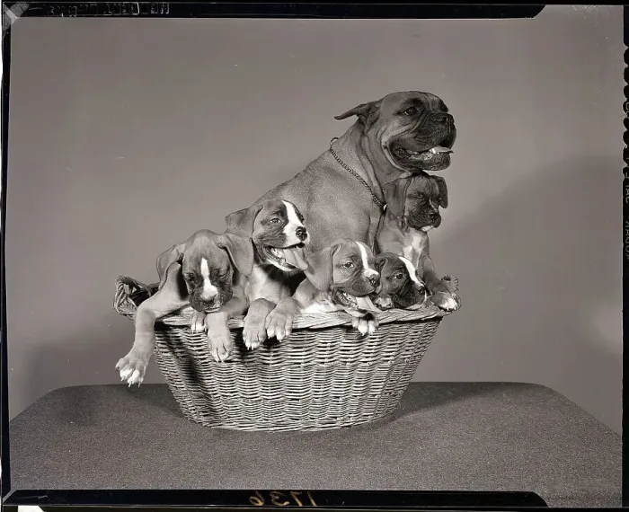 Framed Print : Boxer with Five Puppies Framed Print : Boxer with Five Puppies