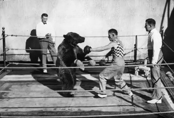 Framed Print : Boxing Bear Framed Print : Boxing Bear