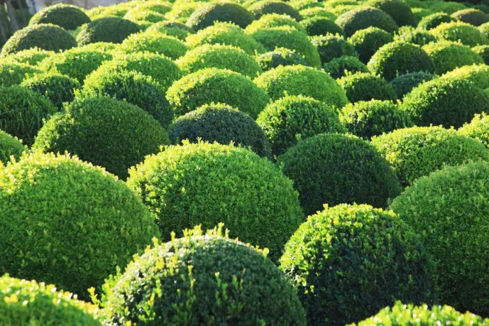 Framed Print : Boxwood, Shape, Pattern Framed Print : Boxwood, Shape, Pattern