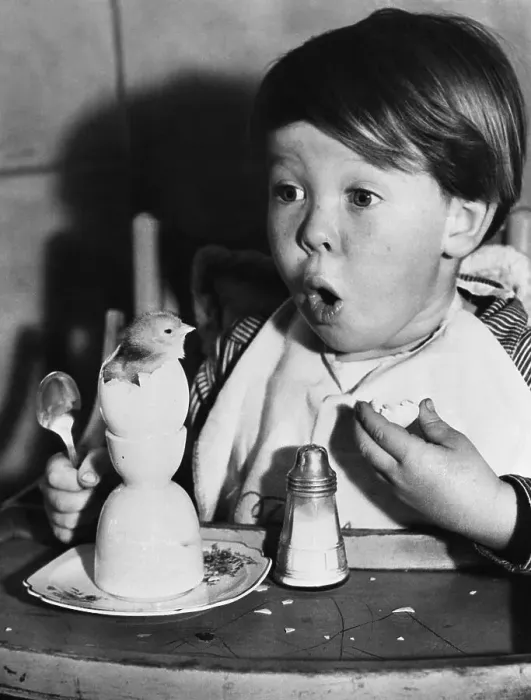 Framed Print : Boy (4-5) surprised by chicken in egg on table Framed Print : Boy (4-5) surprised by chicken in egg on table