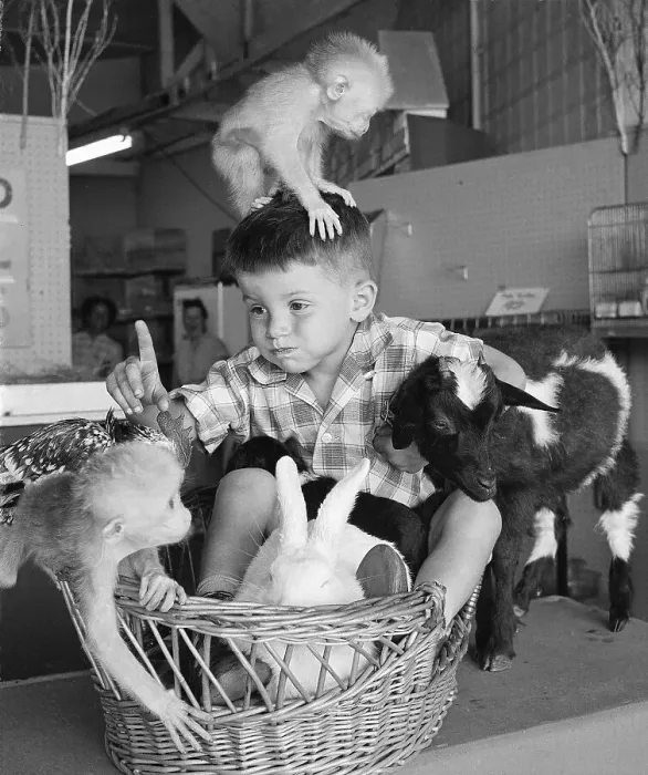 Framed Print : Boy (4-5 years) playing with young animals, International Animal Nursery at Coney Island, Brooklyn, New York City, New York State, USA, August 15, 1959 Framed Print : Boy (4-5 years) playing with young animals, International Animal Nursery at Coney Island, Brooklyn, New York City, New York State, USA, August 15, 1959