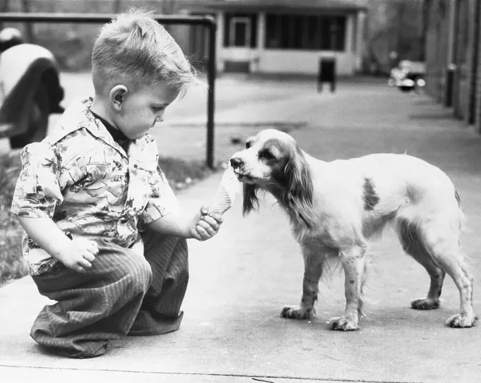 Framed Print : Boy (6-7) giving ice cream to dog