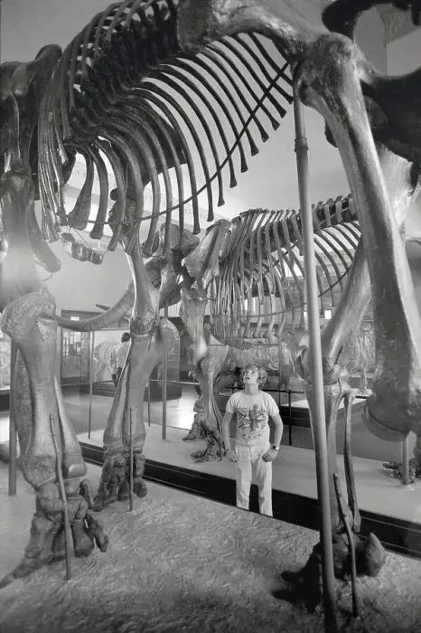 Framed Print : Boy (8-9) gazing at ancient dinosaur skeletons Framed Print : Boy (8-9) gazing at ancient dinosaur skeletons