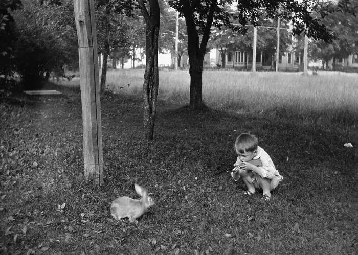 Framed Print : Boy (8-9) playing with rabbit in park