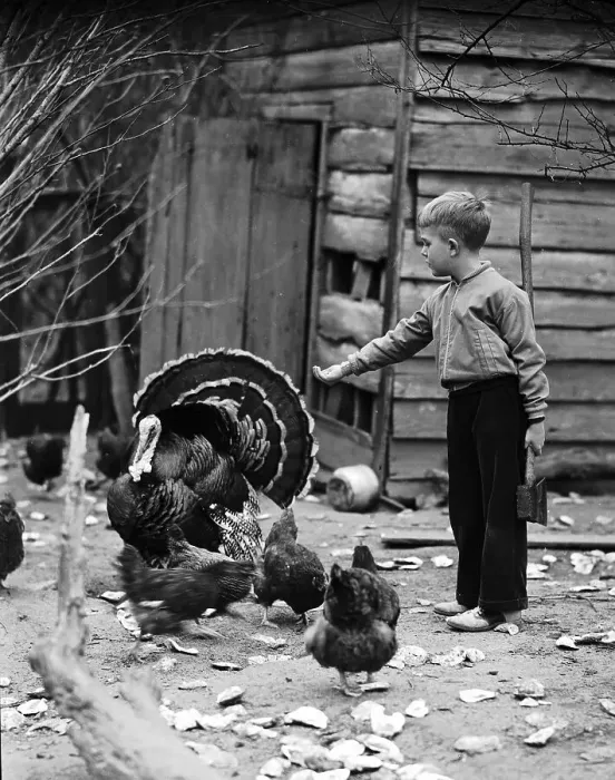 Framed Print : Boy with Axe Offering Feed to Turkey Framed Print : Boy with Axe Offering Feed to Turkey
