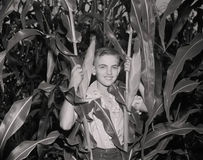 Framed Print : Boy in Corn Field Framed Print : Boy in Corn Field