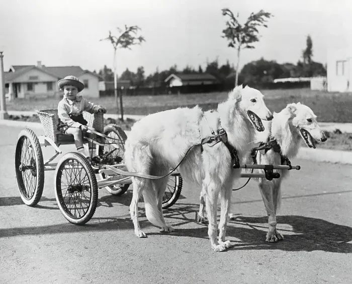 Framed Print : Boy Driving Dogs Framed Print : Boy Driving Dogs