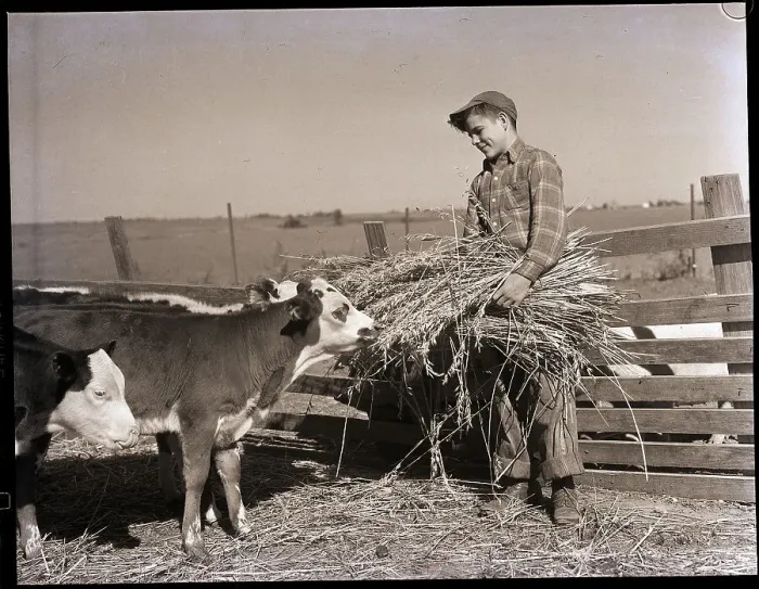 Framed Print : Boy Feeding Calves Framed Print : Boy Feeding Calves