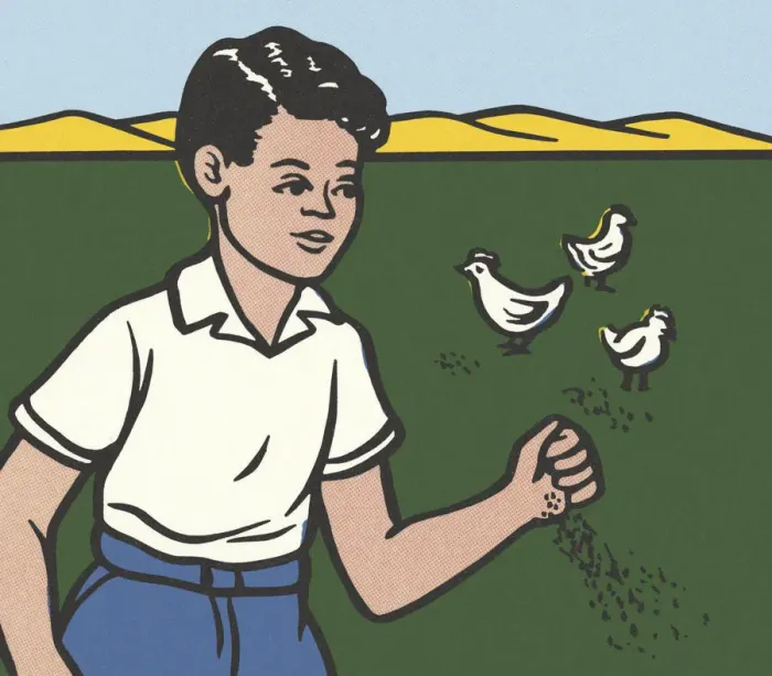 Framed Print : Boy Feeding Three Chickens Framed Print : Boy Feeding Three Chickens