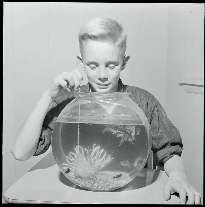 Framed Print : Boy Fishing in Bowl with Net Framed Print : Boy Fishing in Bowl with Net